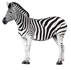 A referee who looks like a zebra